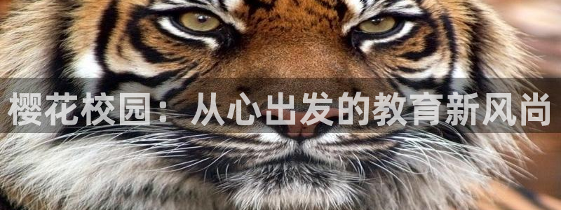 午马电影电视剧免费大全最新